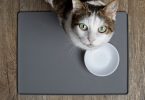 Dechra aposta em plataforma dedicada à perda de peso felina