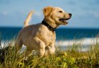 MSD Animal Health alerta para prevenção dos efeitos das ondas de calor em cães e gatos