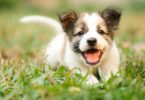 Comissão Europeia inicia plano para travar comércio ilegal de animais de companhia