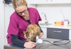 Estudo alerta para maior verificação da pressão arterial dos gatos
