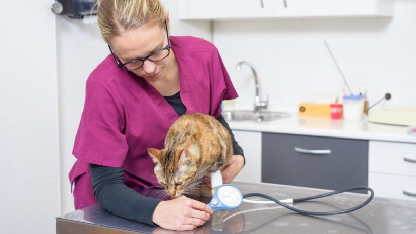 Estudo alerta para maior verificação da pressão arterial dos gatos