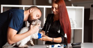 Espanha conta agora com mais 4 mil profissionais veterinários
