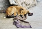 Tribunal Constitucional absolve arguidos por considerar lei de maus-tratos animais inconstitucional