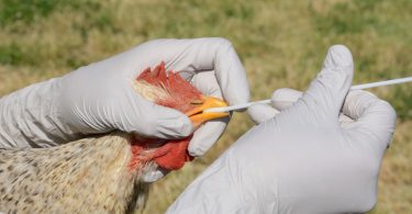 Novo foco de gripe aviária detetado em Portugal