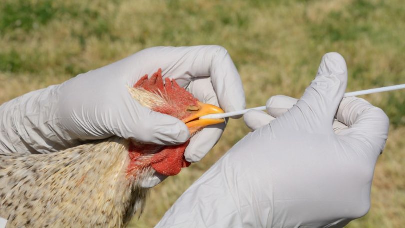 Novo foco de gripe aviária detetado em Portugal