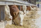 Mudar alimentação animal pode libertar alimentos para mil milhões de pessoas