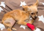 Células do cordão umbilical canino melhora recuperação em pacientes com luxação patelar