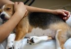 WSAVA vai atualizar diretrizes globais para a gestão da dor