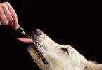 Estudo analisa segurança a longo prazo do CBD em cães saudáveis