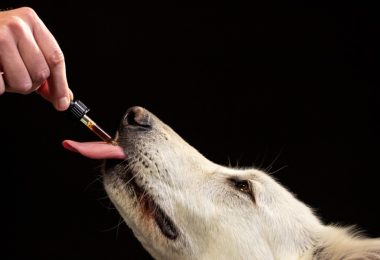 Estudo analisa segurança a longo prazo do CBD em cães saudáveis