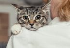 Estudo: Ruído ambiente dos CAMV provoca medo em gatos