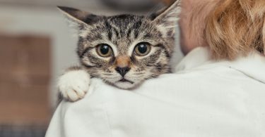 Estudo: Ruído ambiente dos CAMV provoca medo em gatos