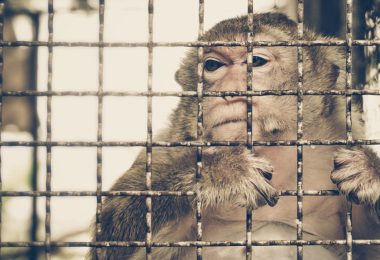 Parlamento Europeu apela a fim de comércio ilegal de animais selvagens até 2025