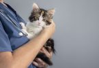Sociedade Internacional de Medicina Felina lança princípios cat friendly