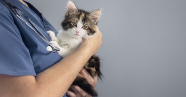 Sociedade Internacional de Medicina Felina lança princípios cat friendly