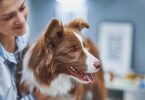 BSAVA lança manual de bem-estar na prática veterinária