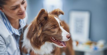BSAVA lança manual de bem-estar na prática veterinária