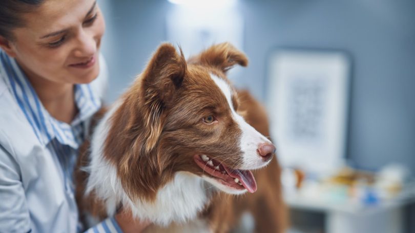 BSAVA lança manual de bem-estar na prática veterinária