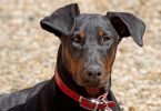 Dobermann entre raças de cão com maior risco de hipotiroidismo
