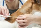 Chips em cães, gatos e furões passam a ser obrigatórios