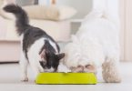 Preços da alimentação para animais de companhia aumentaram mais de 200%