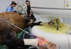FMV-UL inaugura Centro de Imagiologia e Cirurgia Minimamente Invasiva