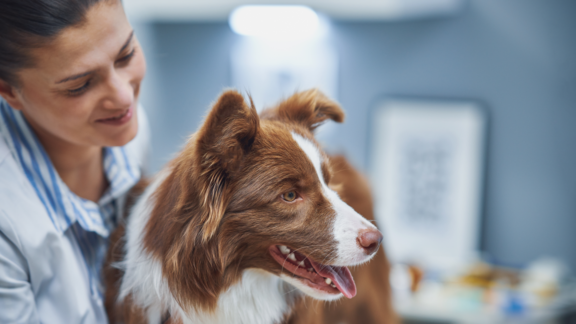 MSD Animal Health lembra que diabetes é controlável nos animais de