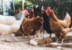 Espanha, França e Alemanha promovem sustentabilidade de carne de aves europeia