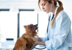 Espanha: Salário médio líquido de veterinário é de 1304 euros