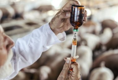 Vendas de antibióticos veterinários reduziram 47% entre 2011 e 2021