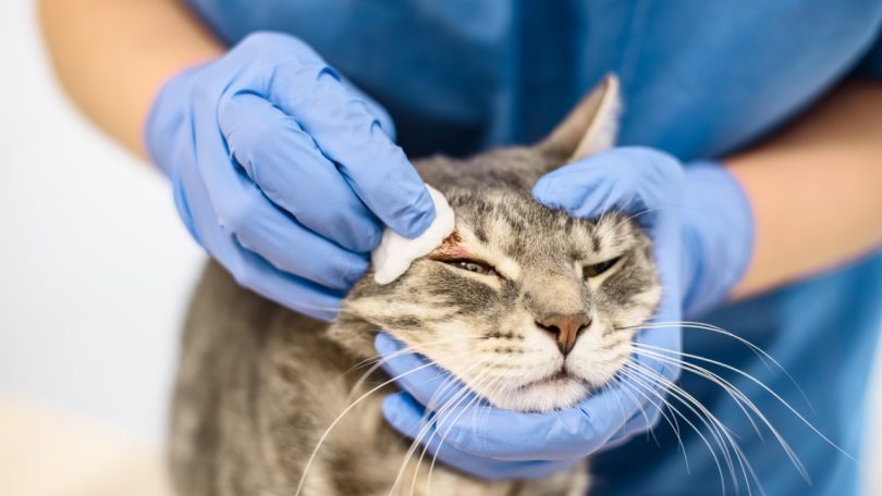 Terapêutica biológica para feridas cutâneas em animais galardoada com BfK Ideas