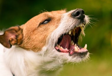 Estudo: Cães machos são os que mais mordem os outros cães