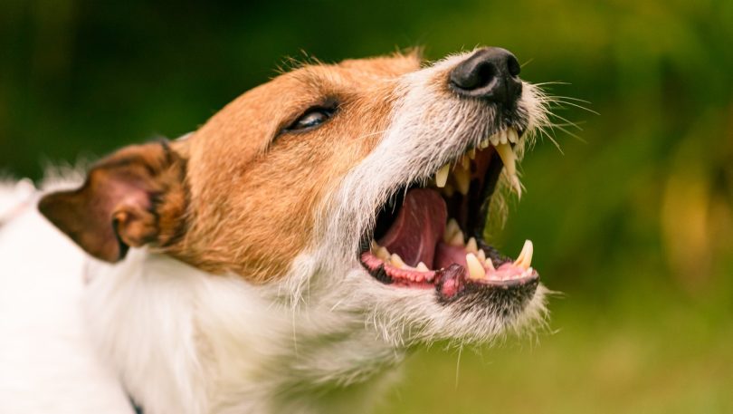 Estudo: Cães machos são os que mais mordem os outros cães