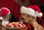 Dicas para um Natal em segurança com animais de companhia
