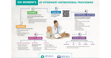 WSAVA lança infografia para auxiliar tomada de decisão sobre antimicrobianos