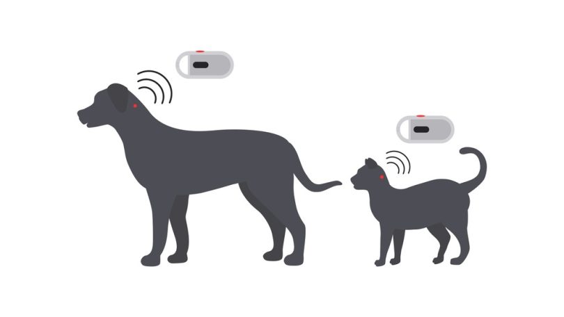 OMV: Médicos veterinários “não têm o dever de comunicar” falta de identificação do animal pelo detentor