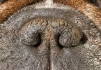 WSAVA alerta para crescente crise dos cães braquicefálicos