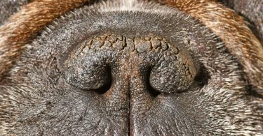 WSAVA alerta para crescente crise dos cães braquicefálicos