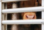 Portugal lidera grupo de países da UE contra proibição do transporte de animais vivos