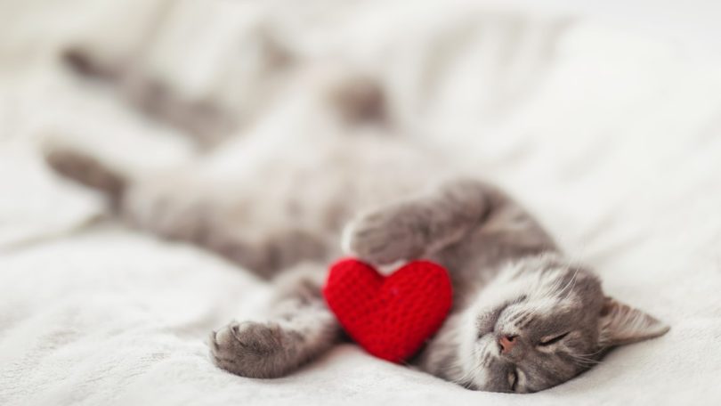 Estudo: Sopros cardíacos prevalentes em 28,2% dos gatos