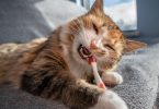 Idade e raça são os maiores fatores de risco para periodontite em gatos no Reino Unido