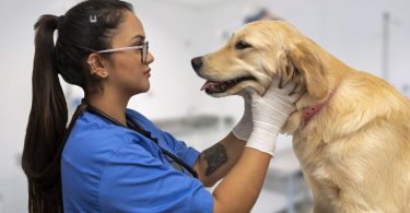 Brasil enfrenta problema de excesso de médicos veterinários
