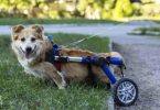 Estudo aponta fisioterapia para auxílio na recuperação da marcha em cães paraplégicos