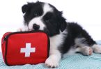 Maioria dos tutores britânicos não conhecem primeiros socorros veterinários