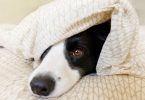 Cães com demência sofrem disrupções de sono semelhantes a humanos