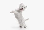 Royal Canin elabora guia para ajudar tutores na edução dos cães
