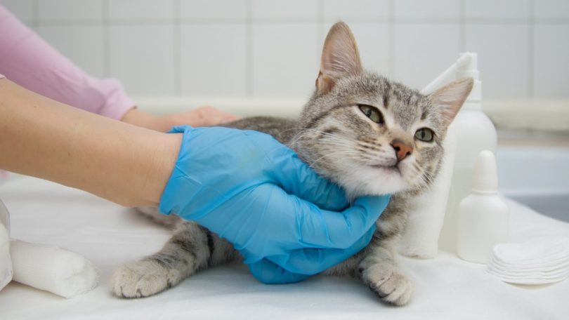 Castração de gatos no Reino Unido influencia população de animais errantes
