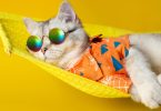 Verão é sinónimo de precaução extra – Conheça as dicas!