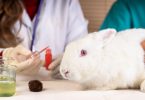 União Europeia vai acelerar a eliminação progressiva dos ensaios em animais