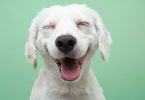 Cães com marcas faciais menos complexas são mais expressivos na comunicação